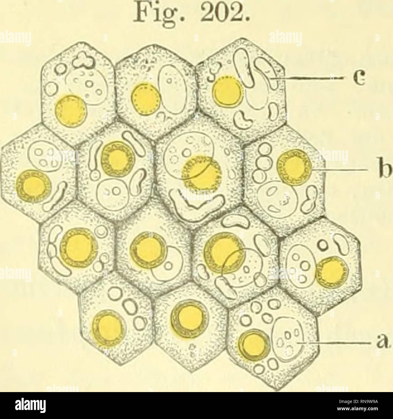 . Anatomie des Frosches. Frösche; Amphibien. finden sich in den einzelnen Zellen in sehr verschiedener Anzahl und Grösse. Zellen, die keinen einzigen Oeltropfen enthalten, sind ausserordentlich selten, orig. finden sich einer, zwei oder drei, doch auch mehr kommen vor (Ange-ln c c Ich zählte bis 10 Tropfen in einer Zelle; W. Krause in den grossen Zellen der Peri- pherie sogar 15). Gewöhnlich sind sie von der halben Grösse des Kernes, häufig erreichen Sie sterben Grösse desselben, zuweilen übertreffen sie ihn. Doch auch ei'heblich kleinere Werdener beobachtet. Die Farbe der Tropfen ist tief goldgelb bi Stockfoto