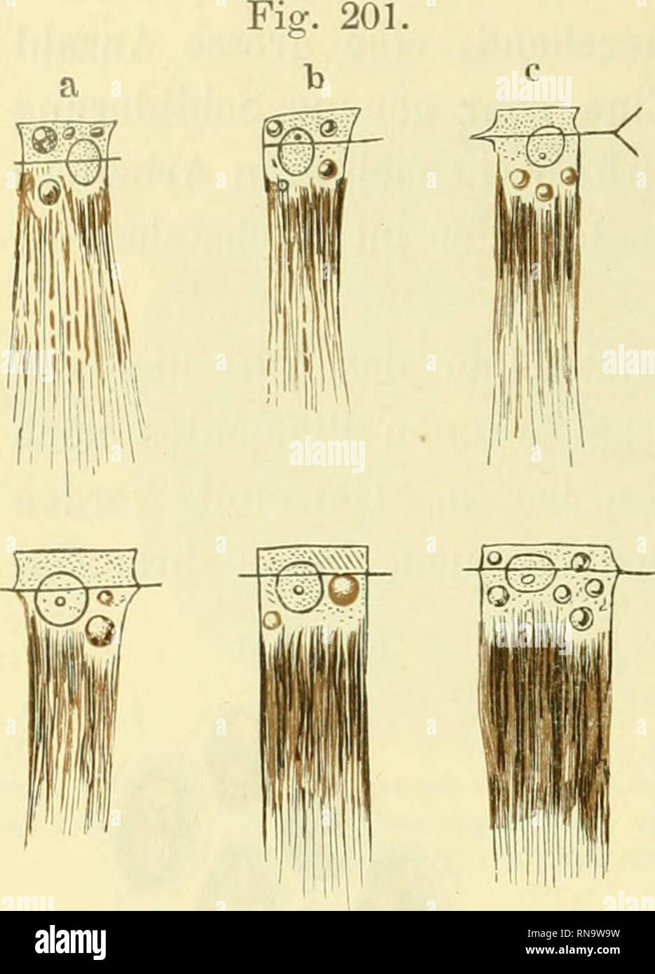 . Anatomie des Frosches. Frösche; Amphibien. 810 Retiua.. finden sich in den einzelnen Zellen in sehr verschiedener Anzahl und Grösse. Zellen, die keinen einzigen Oeltropfen enthalten, sind ausserordentlich selten, orig. finden sich einer, zwei oder drei, doch auch mehr kommen vor (Ange-ln c c Ich zählte bis 10 Tropfen in einer Zelle; W. Krause in den grossen Zellen der Peri- pherie sogar 15). Gewöhnlich sind sie von der halben Grösse des Kernes, häufig erreichen Sie sterben Grösse desselben, zuweilen übertreffen sie ihn. Doch auch ei'heblich kleinere Werdener beobachtet. Farbe der Tropfen ist-Riegel Sterben Stockfoto