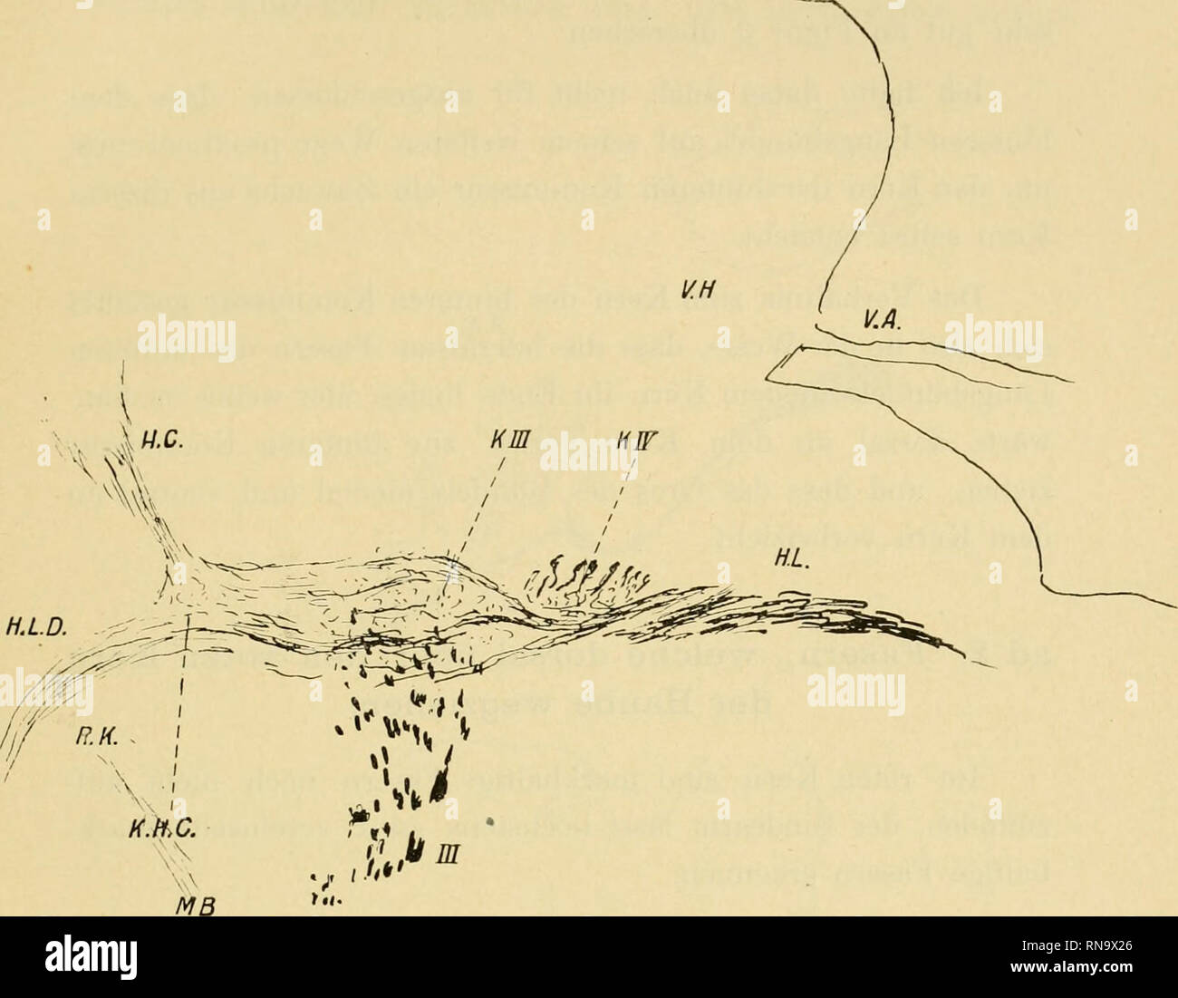 N trochlearis Stockfotos und bilder Kaufen Alamy