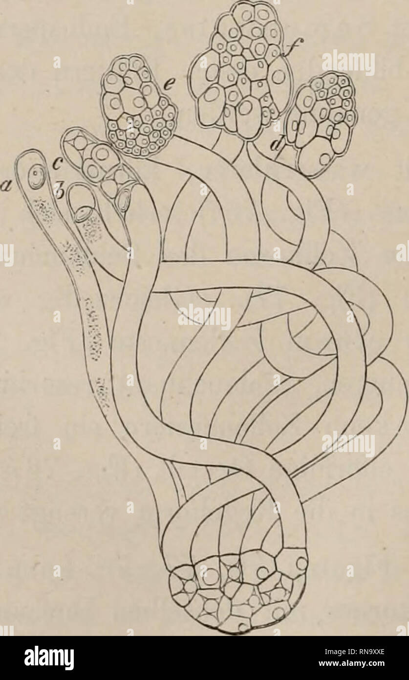 . Anatomie und Physiologie der Holzpflanzen. Dargestellt in der entstehungsweise und im entwickelungsverlaufe der Einzelzelle, der zellsysteme, der pflanzenglieder und der gesammtpflanze. Anlage Anatomie; Pflanzenphysiologie; Holz. Durchschnitt durch das junge Samenkorn der Kiefer, aa Eingang zum Kernivärzchen kk, das Kernwärzchen mit dem Pollenschlauch s, V sterben drei Vorkeim-Zellennester mit den nach oben in den Innenraum des Keimsäckchens Vorkeimschläucheu entwickelten (/), z Das künf-tige Samenweiss. Abb. 81. Abb. 80. Abb. 79.. Entwickelung uer Vorkeime auf der Spitze der Vorkeimschläuche im fort Stockfoto