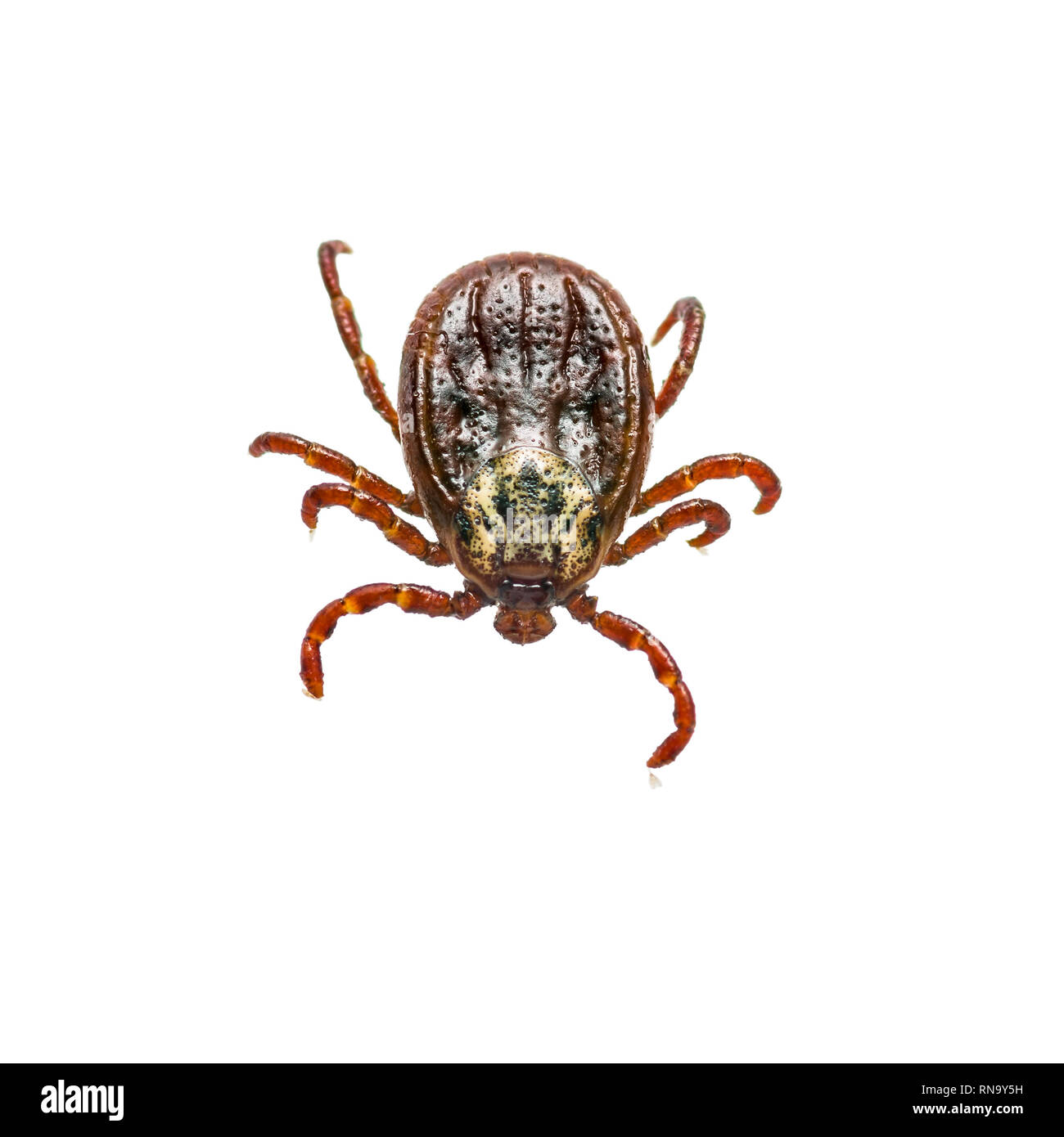 Enzephalitis Virus oder Borreliose infizierte Zecke Arachnid Insekt-schädling isoliert auf weißem Hintergrund Stockfoto