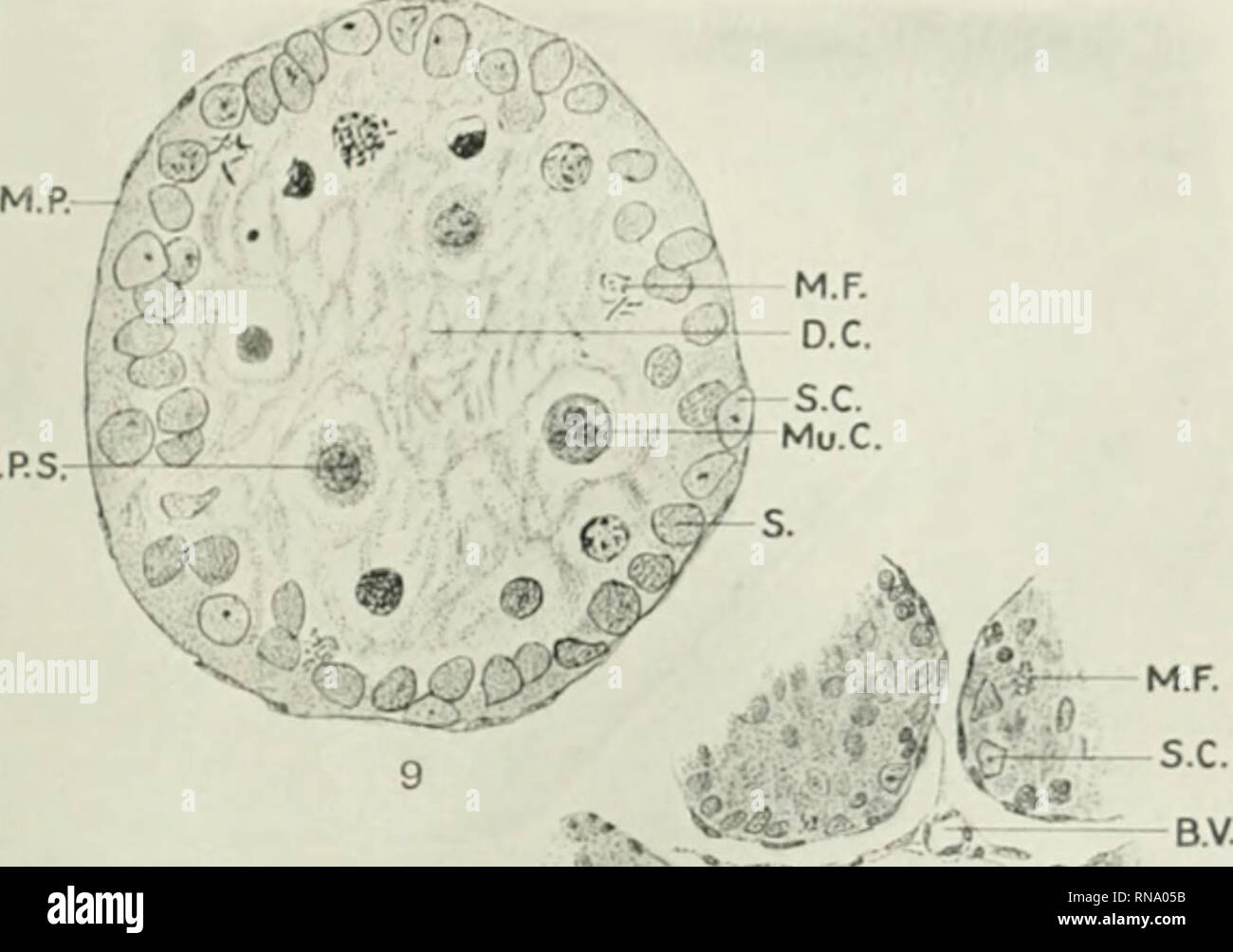 . Die anatomischen Datensatz. Anatomie; Anatomie. Auswirkungen der INANITION auf Hoden - ALBINO RATTE DAVID U. HlPKiurreiN Platte 3. D.P.S S.C. Bitte beachten Sie, dass diese Bilder sind von der gescannten Seite Bilder, die digital für die Lesbarkeit verbessert haben mögen - Färbung und Aussehen dieser Abbildungen können nicht perfekt dem Original ähneln. extrahiert. Bardeen, Charles Russell, 1871-1935, ed; Boyden, Edward A. (Edward Allen), 1886-1976; Bremer, John Lewis, 1874 - ed; Hardesty, Irving, b. 1866, ed; Amerikanische Vereinigung der Anatomen; Amerikanische Gesellschaft der Zoologen; Wistar Institut für Anatomie und Biol Stockfoto