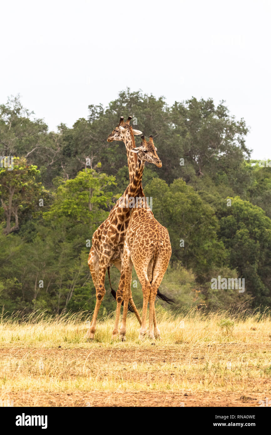 Die Schlacht in der Savanne. Hals statt Fäuste und Zähne. Die Masai Mara, Kenia Stockfoto