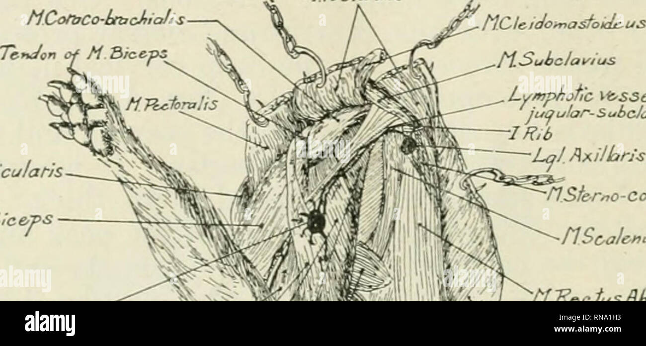 Die Anatomischen Datensatz Anatomie Anatomie 336 George K