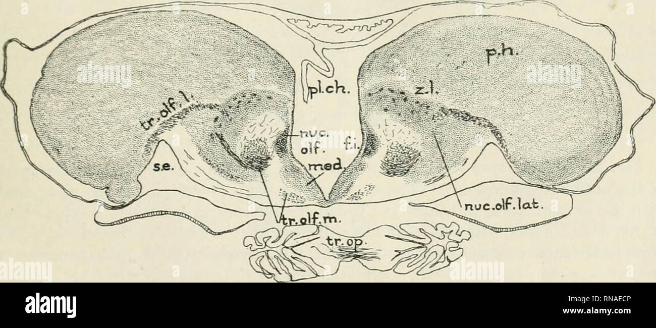 . Die anatomischen Datensatz. Anatomie; Anatomie. tr. olf. Iat. Abb. 1 Zwei Zahlen zum Vergleich der Querschnitt der telenceph - Alon vor der anterior commissure in 15 mm. Amia (oben) und in der Erwachsenenbildung. Diese Zahlen zeigen die tatsächliche Veränderung der Form in eversion beteiligt. Es ist die Region dorsal der Zona limitans Die gewürfelt wird und schob nach außen, vor allem wegen seiner eigenen Erhöhung der Lautstärke. Die gleiche Ursache führt zur Bildung von der ew-tricular sulci. /. Ich., Groove, die zu den Interventrikulären foramen: nuc Olf. med. und nnc Olf. Int., medialen und lateralen olfaktorischen nuc Stockfoto