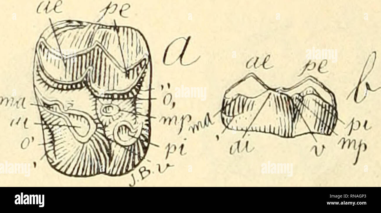 . Anales del Museo Nacional de Buenos Aires. Natural History -- Argentinien; Natural History - - Südamerika. 452 MUSEO NACIONAL DE BUENOS AIRES. res de cette espéce, le denticule Median postérieur mp est Propor-tionnelleinent Gros, Conique. et sa Base serapproche davantagedu postérieur interne pi que de l'antérieur interne Ni. Avec l'usure des molaires, ebs Deux denticules mpetpi se rapproclient davanta-ge et finissent par constituer une créte Oblique transversale qui se trouve Bien déjá indiquée sur la molaire un peu plus usée rejDré - sentée par la Abbildung 687; cette érete Oblique, qui reste Stockfoto