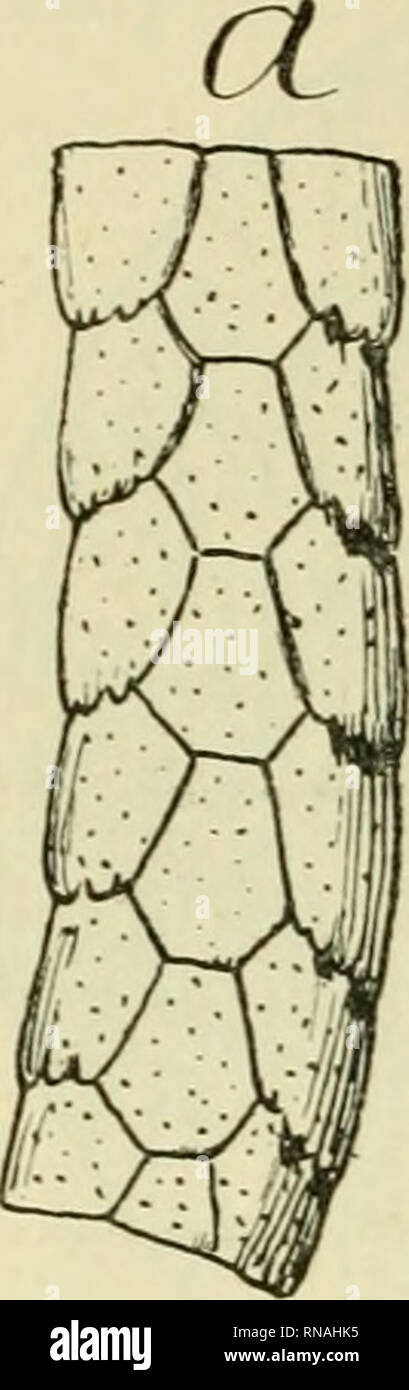 . Anales del Museo Nacional de Buenos Aires. Natural History; Natural History. 460 MUSEO NACIONAL DE BUENOS AIRES. Ce-tube ou étui formó osseux est d'anneanx nnis Gleichheit des sutu-res et en partie aussi emboités l'un dans l'autre, Mais qui, plus vers l'avant, devaient rester libres comme dans le genre Tatuda. Le Mor-ceau qui s'est conservé Seife sechs anneaux, chaqué anneau constitué bei Negri étant par quatre Plaques. La Plaque supérieure et Tiii - férieure sind Petites et presque Platten ou peu bombees: Les deux Plaketten laterales sind beaucoup plus grandes, et tres Convexes.. Bitte beachten Sie, dass diese Bild Stockfoto