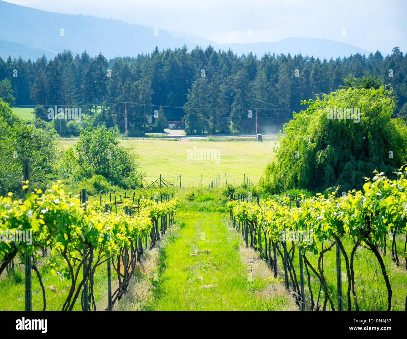 Ein Blick auf die Weinstöcke (Weinberg) im Rocky Creek Winery in Cowichan Bay, Cowichan Valley, Vancouver Island, British Columbia, Kanada. Stockfoto