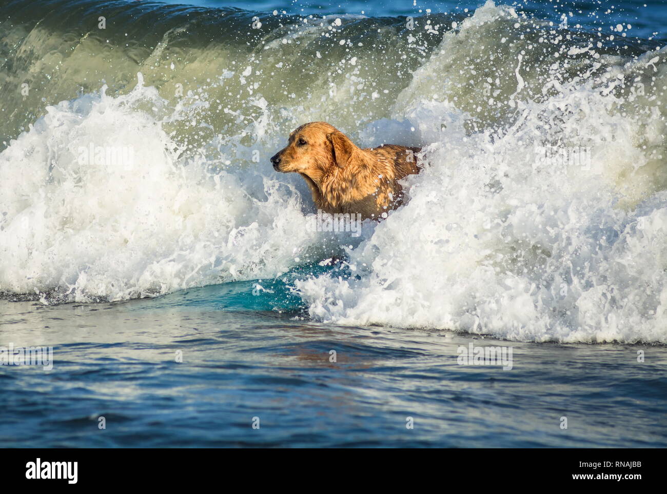 Hund Surfen auf dem Surfbrett auf dem Meer Stockfoto
