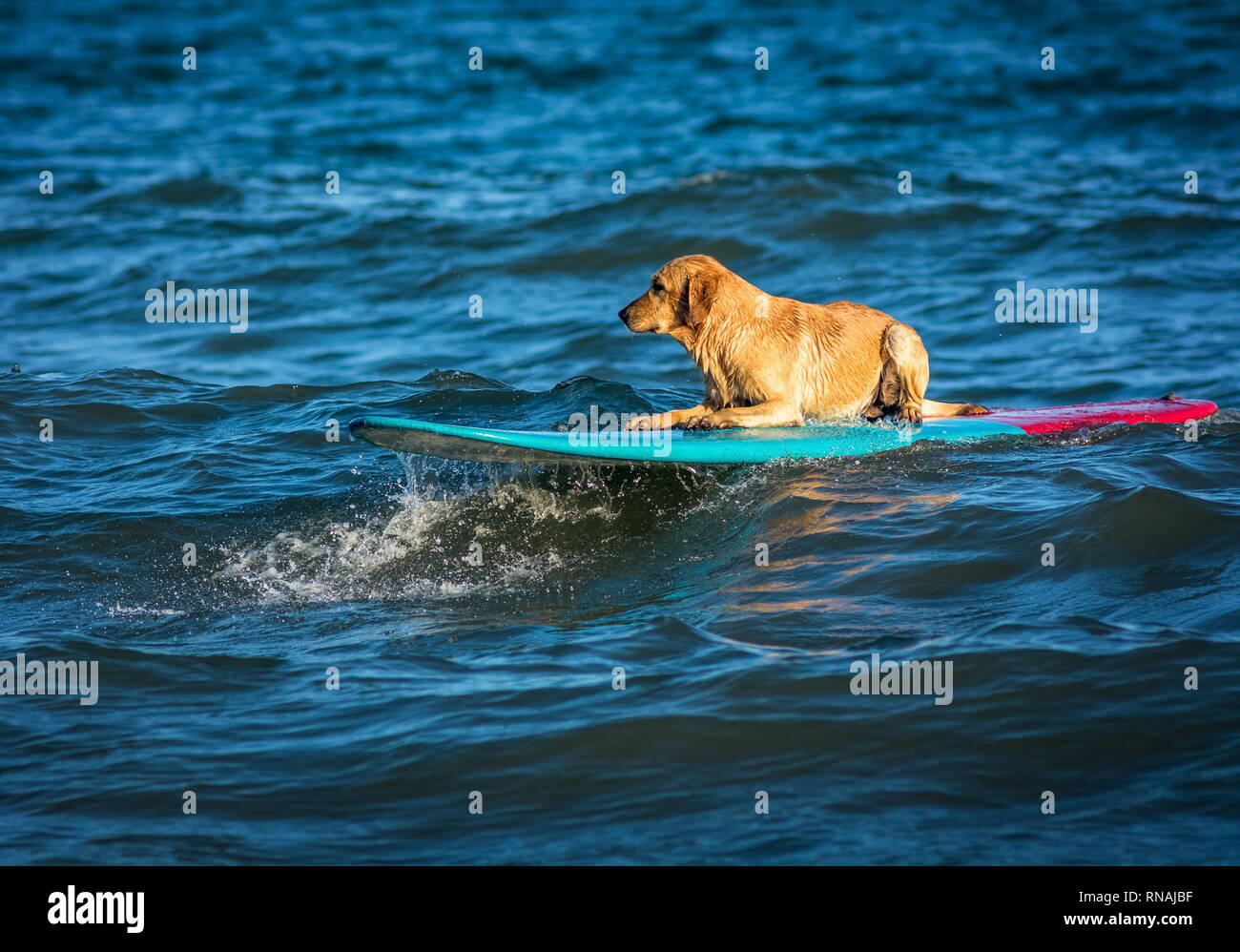 Hund Surfen auf dem Surfbrett auf dem Meer Stockfoto