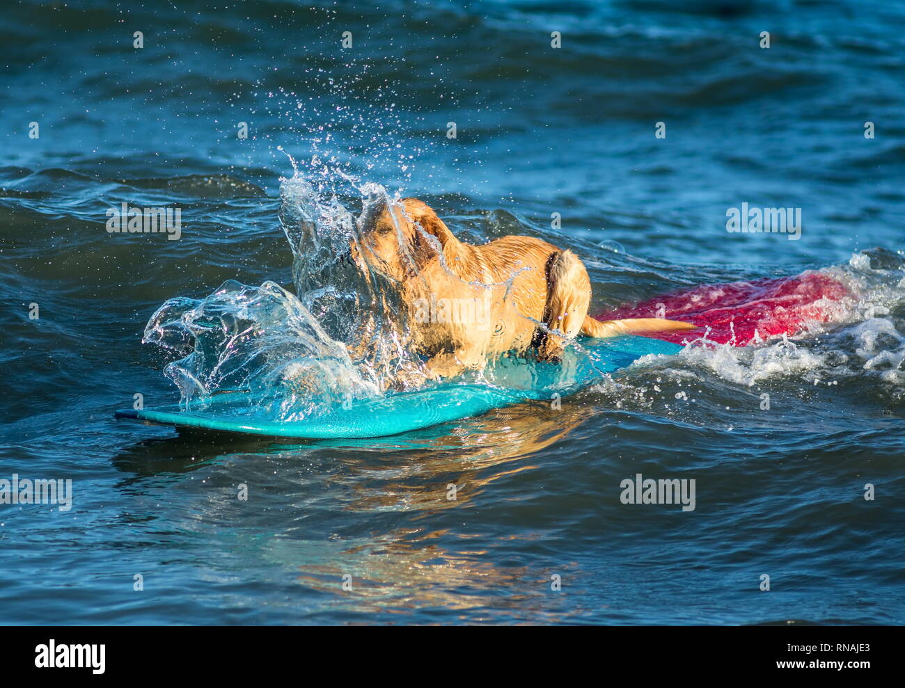 Hund Surfen auf dem Surfbrett auf dem Meer Stockfoto