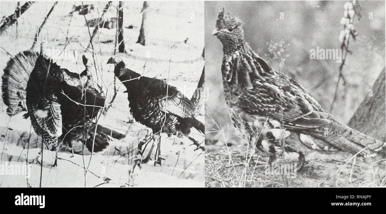. Eine Analyse der Pennsylvania Waldressourcen. Die Wälder und die Forstwirtschaft Pennsylvania; Waldbewirtschaftung Pennsylvania. Wilde Truthähne sind schwer bestimmbar big game Vögel, Vari grouse Populationen sind gesunken, und die Wälder des Staates bieten Ihnen wie die Wälder, die sich in frühen wichtige Lebensräume geschnitten wurden. dieses Jahrhunderts, Reifen.. Pennsylvania Spiel-Kommission Pennsylvania Spiel-Kommission der schwarze Bär ist das größte Spiel das Holz Ente ist einer der wenigen Tier in Pennsylvania und der jüngsten Wasservögel Arten, die in bewaldeten Wiederaufnahme eines jährlichen Jagdsaison Lebensräume leben.. Bitte beachten Sie, tha Stockfoto