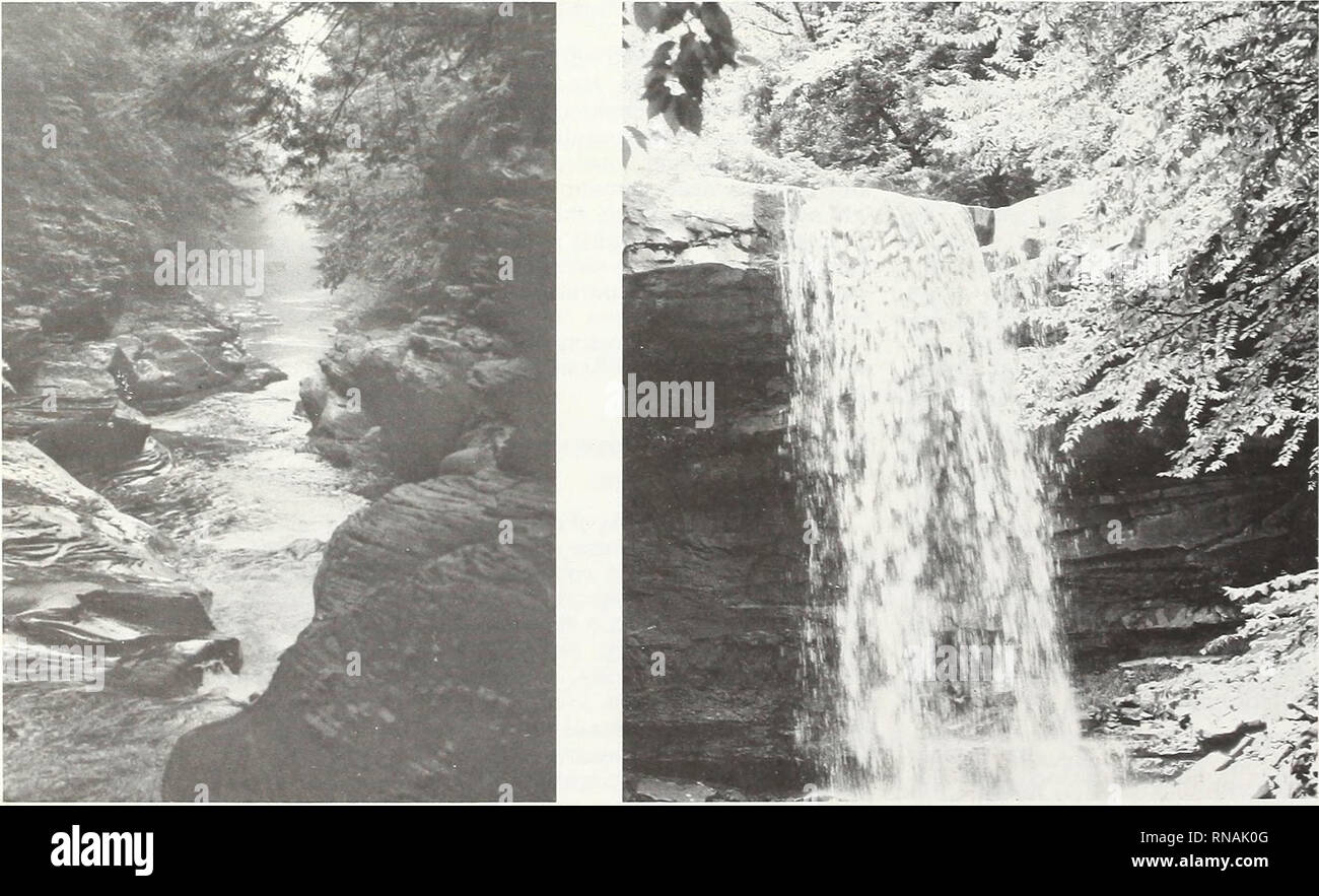 . Eine Analyse der Pennsylvania Waldressourcen. Die Wälder und die Forstwirtschaft Pennsylvania; Waldbewirtschaftung Pennsylvania. Western Pennsylvania Erhaltung. Pennsylvania Büro der Forstwirtschaft Western Pennsylvania Erhaltung 46. Bitte beachten Sie, dass diese Bilder sind von der gescannten Seite Bilder, die digital für die Lesbarkeit verbessert haben mögen - Färbung und Aussehen dieser Abbildungen können nicht perfekt dem Original ähneln. extrahiert. Powell, Douglas S; Considine, Thomas J. [Broomall, Pa]: United States Abt. Landwirtschaft, Wald, nordöstlichen Wald Experiment Station Stockfoto