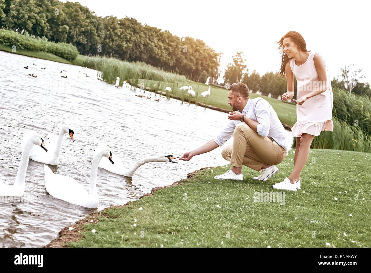 Romantisches date. Junges Paar im Park füttern Schwäne. Stockfoto