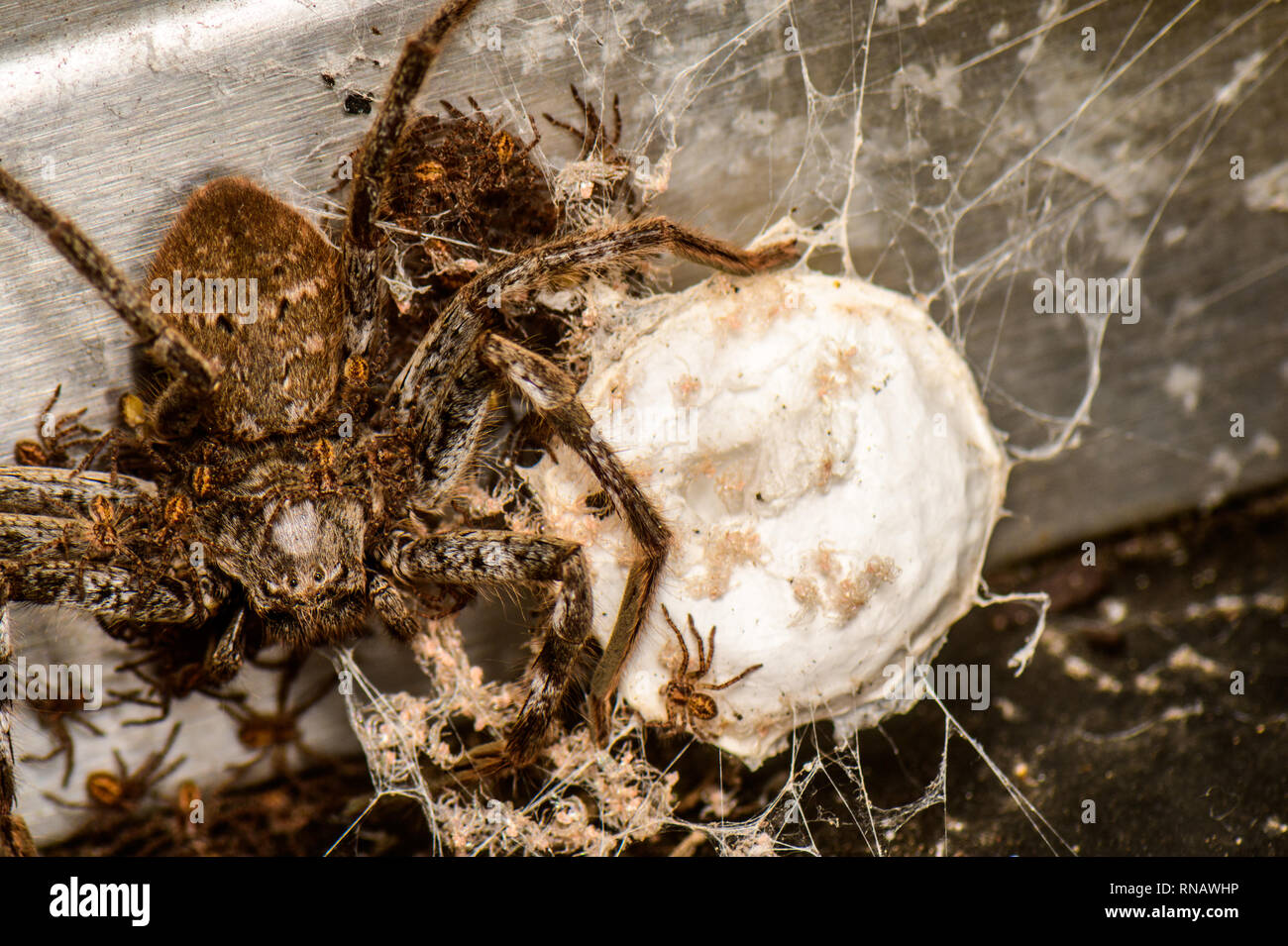 Mama meine anderen Spinne hatte Babys Stockfoto