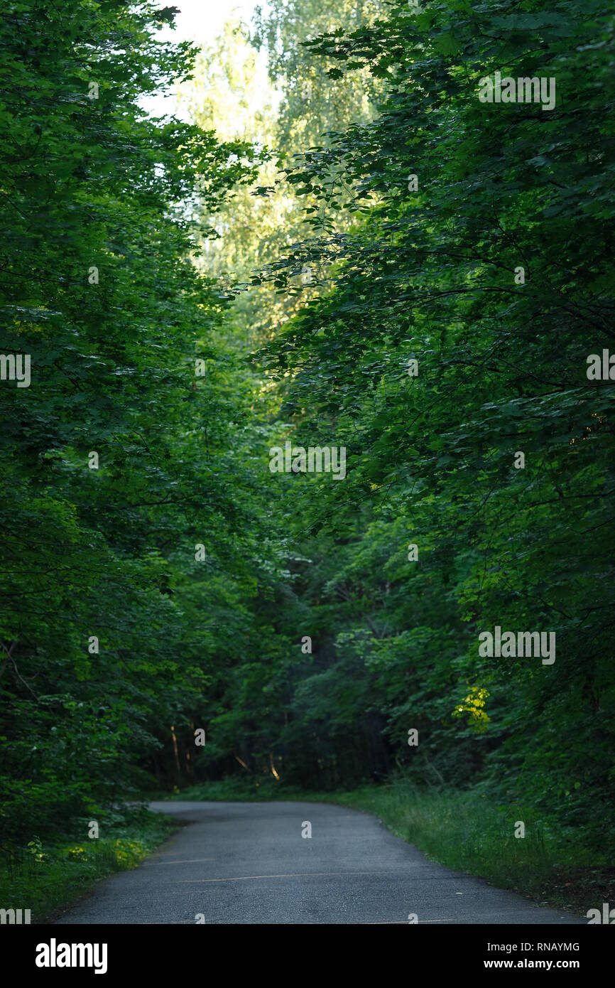 Leeren Asphalt im Sommer Wald, vertikal Stockfoto