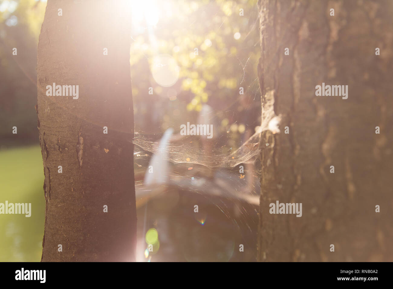 Schöne Spinnennetz zwischen Bäumen, die bei gutem Wetter, um Spiegelungen des Sonnenlichts. Stockfoto