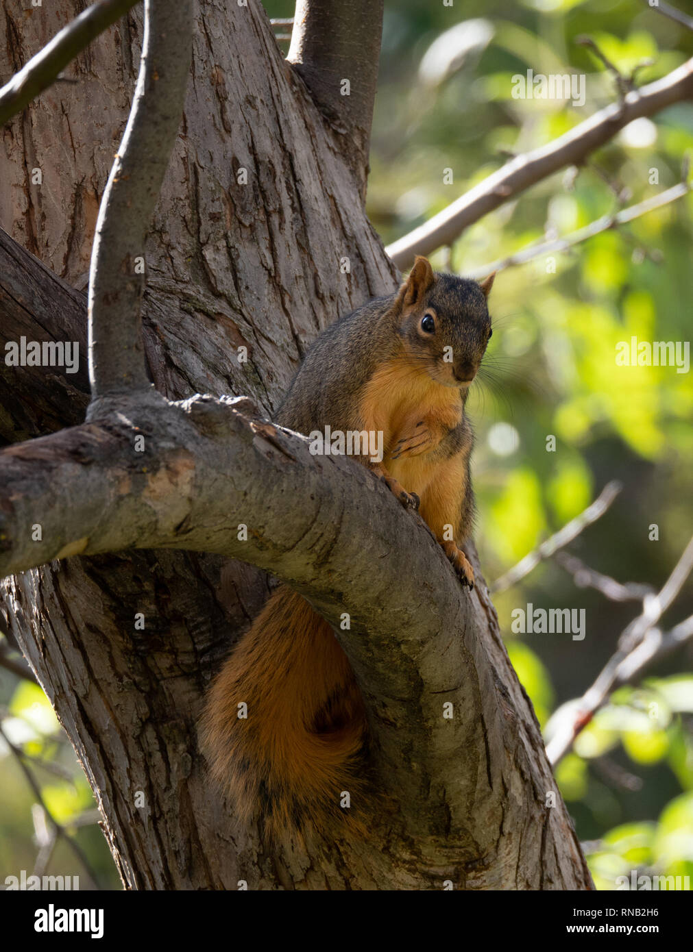 Eichhörnchen auf ein Glied nach unten an der Kamera. Geringe Tiefenschärfe. Stockfoto