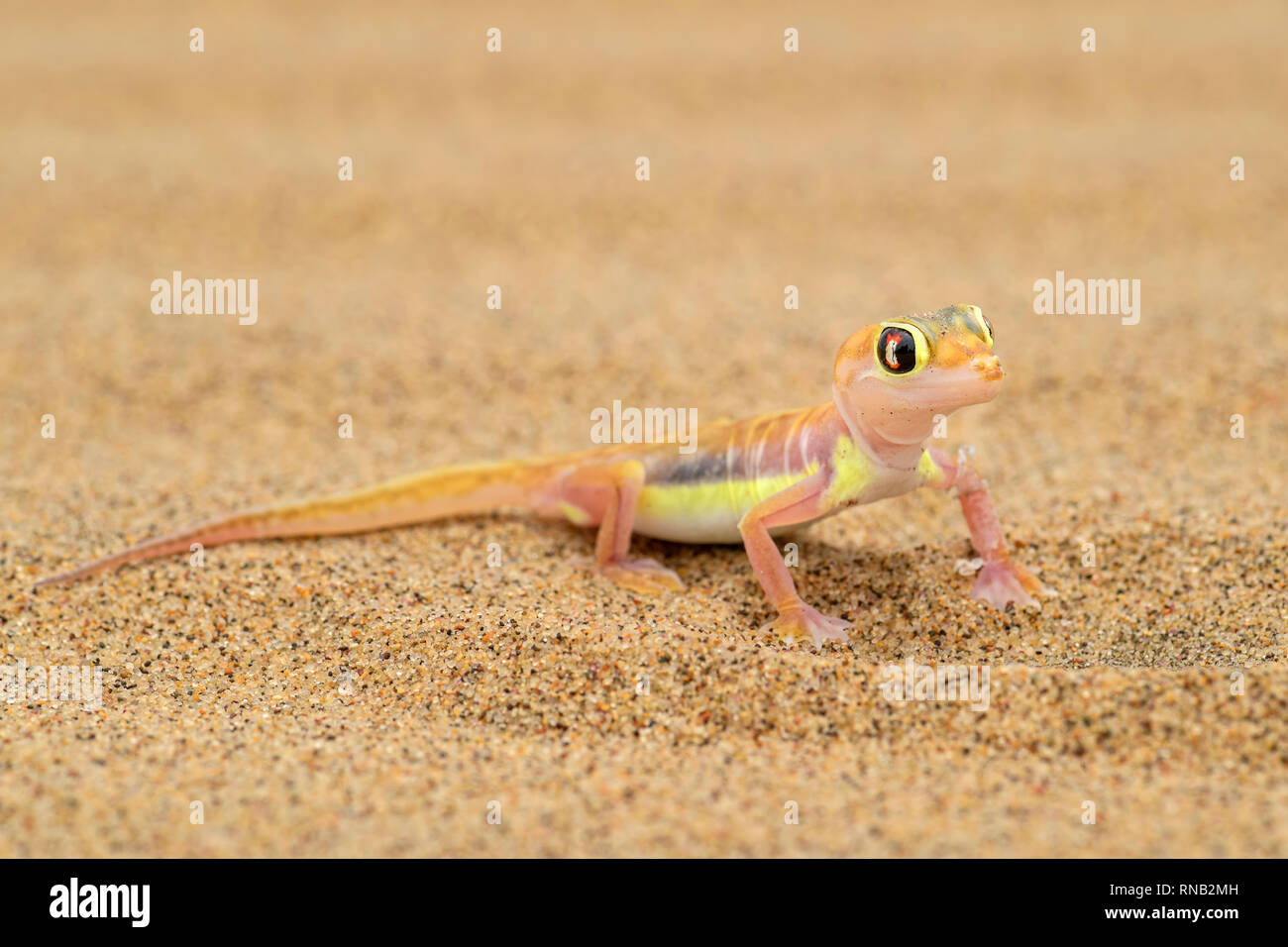 Namib Sand Gecko-Pachydactylus rangei, schöne kleine Gecko endemisch im Südwesten von Afrika, Wüste Namib, Walvis Bay, Namibia. Stockfoto