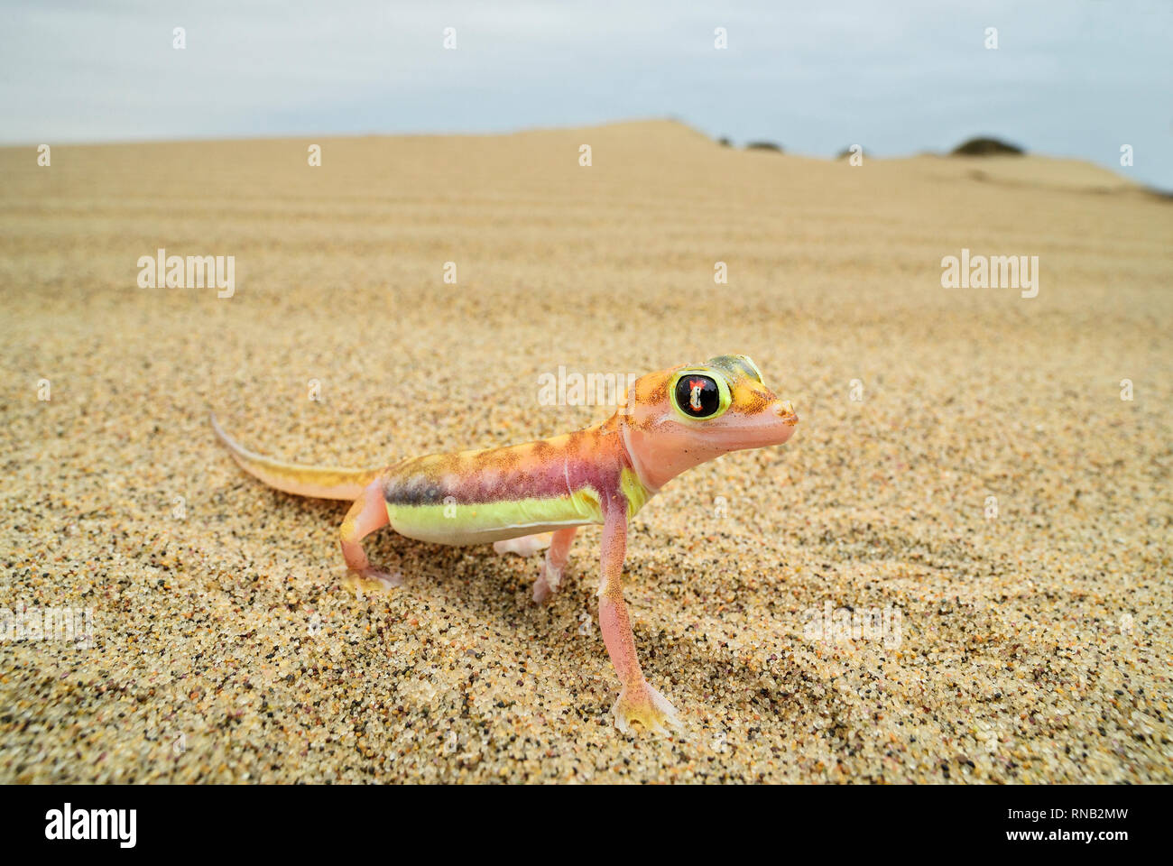 Namib Sand Gecko-Pachydactylus rangei, schöne kleine Gecko endemisch im Südwesten von Afrika, Wüste Namib, Walvis Bay, Namibia. Stockfoto