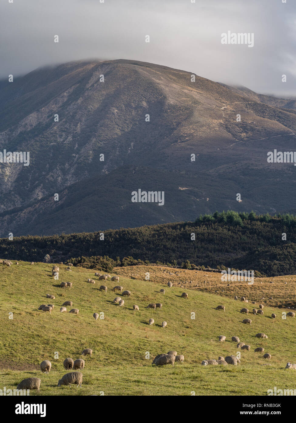 Schafe weiden, Blick Richtung Otupae reichen von Taihape Napier Road, Inland Mokai Patea, Central North Island, Neuseeland Stockfoto