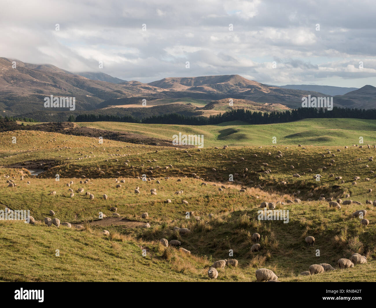 Schafe weiden, Blick Richtung Otupae reichen von Taihape Napier Road, Inland Mokai Patea, Central North Island, Neuseeland Stockfoto