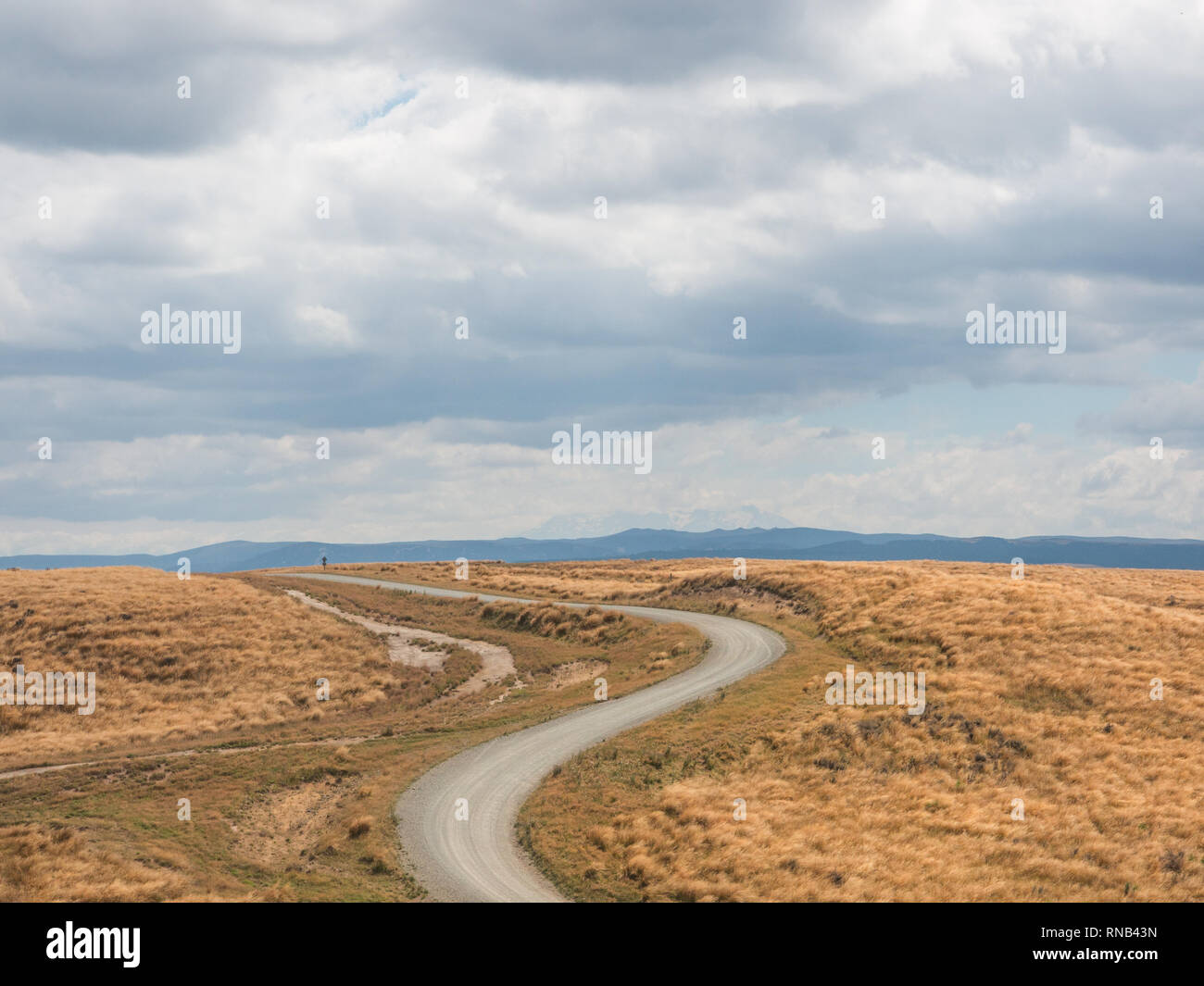 Gewundene Straße durch tussock Land auf Ngamatea Station, Inland Mokai Patea, Central North Island, Neuseeland Stockfoto Gewundene Straße durch tussock Land auf Ngamatea Station, Inland Mokai Patea, Central North Island, Neuseeland Stockfoto