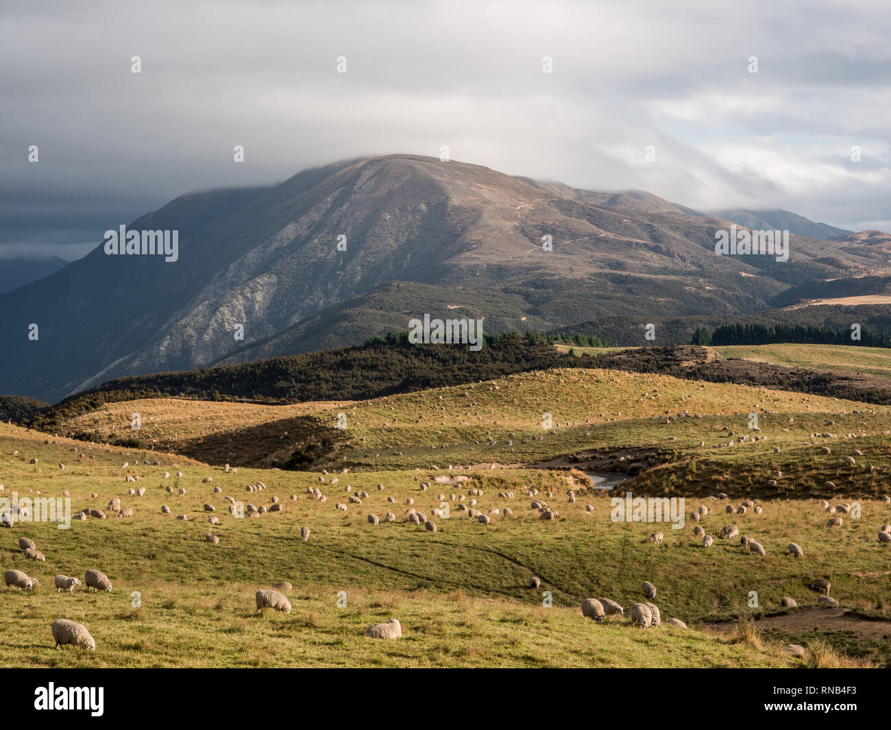 Schafe weiden, Blick Richtung Otupae reichen von Taihape Napier Road, Inland Mokai Patea, Central North Island, Neuseeland Stockfoto
