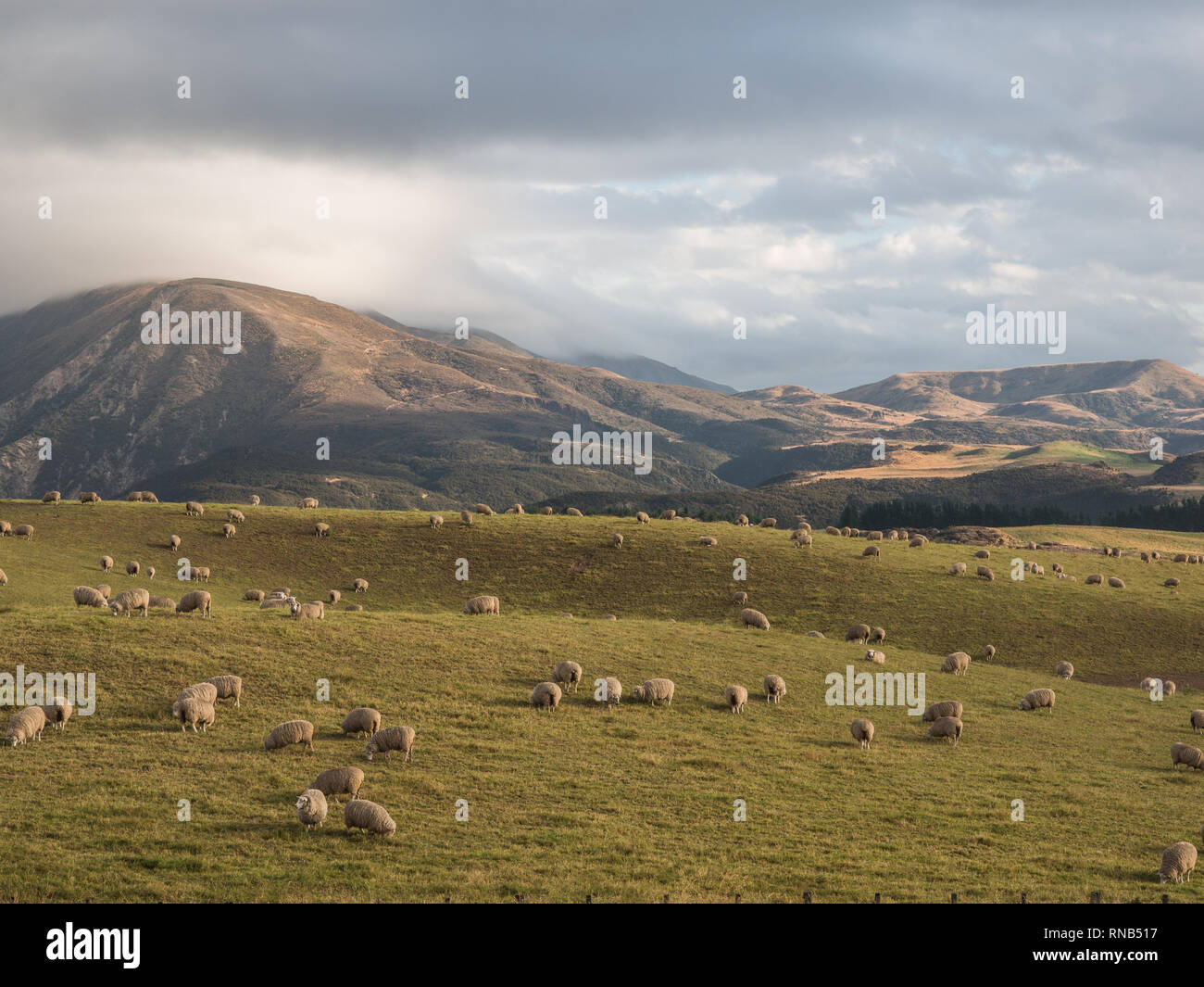 Schafe weiden, Blick Richtung Otupae reichen von Taihape Napier Road, Inland Mokai Patea, Central North Island, Neuseeland Stockfoto