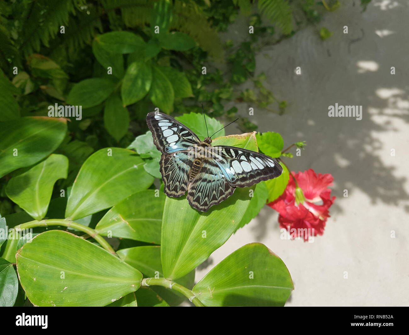 Little butterfly Fly Fly Stockfoto