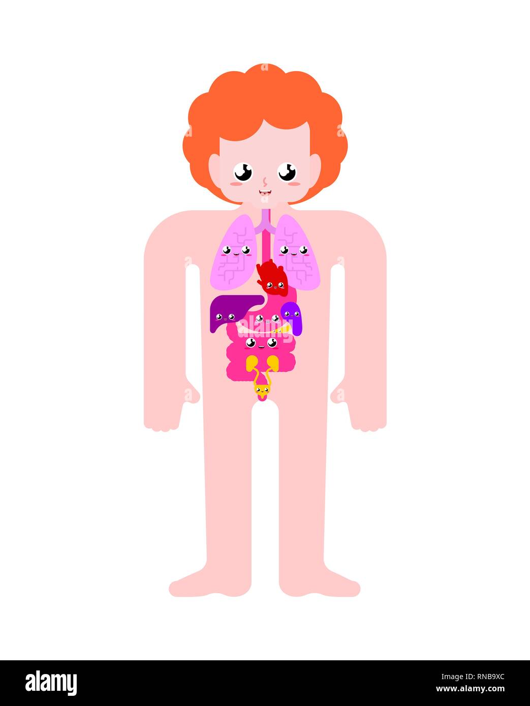 Cute menschlichen Anatomie Organe Intern. Cartoon Stil Systeme des ...