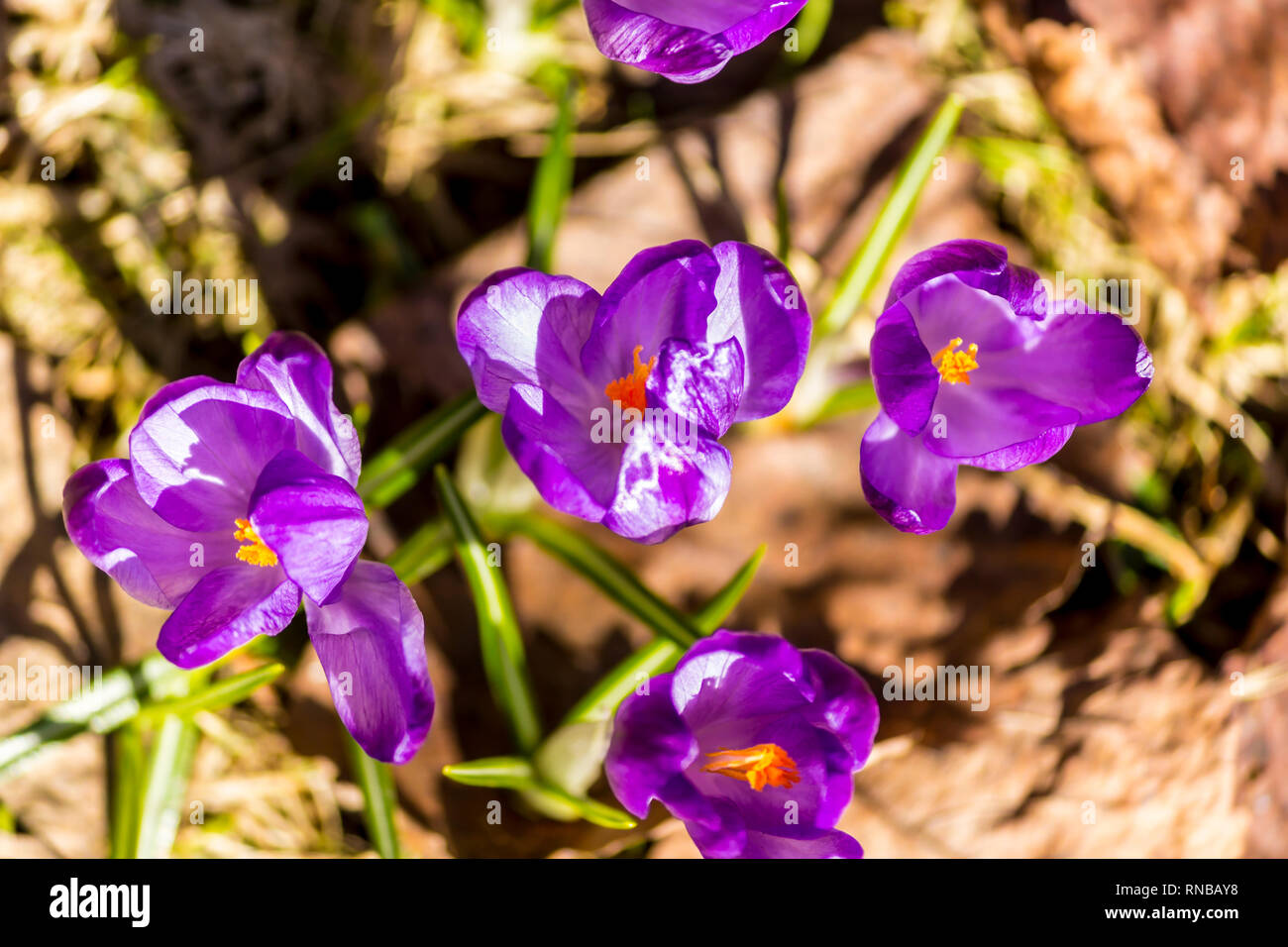 Anfang Sommer. Frisch Veilchen im Garten im Hinterhof. Site über Garten, Parks, Natur, Pflanzen, Jahreszeiten. Stockfoto