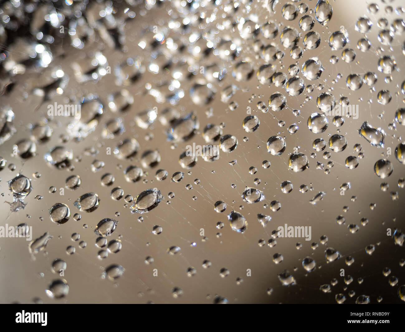 Wassertropfen auf einem Spinnennetz gegen eine tan und taupe Hintergrund, Selektive konzentrieren. Stockfoto