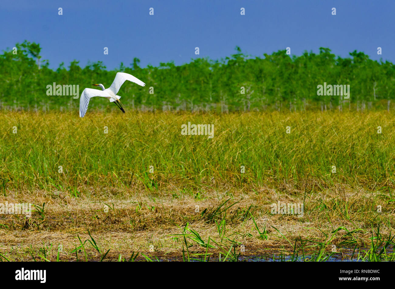 Silberreiher fliegen in die Everglades Stockfoto