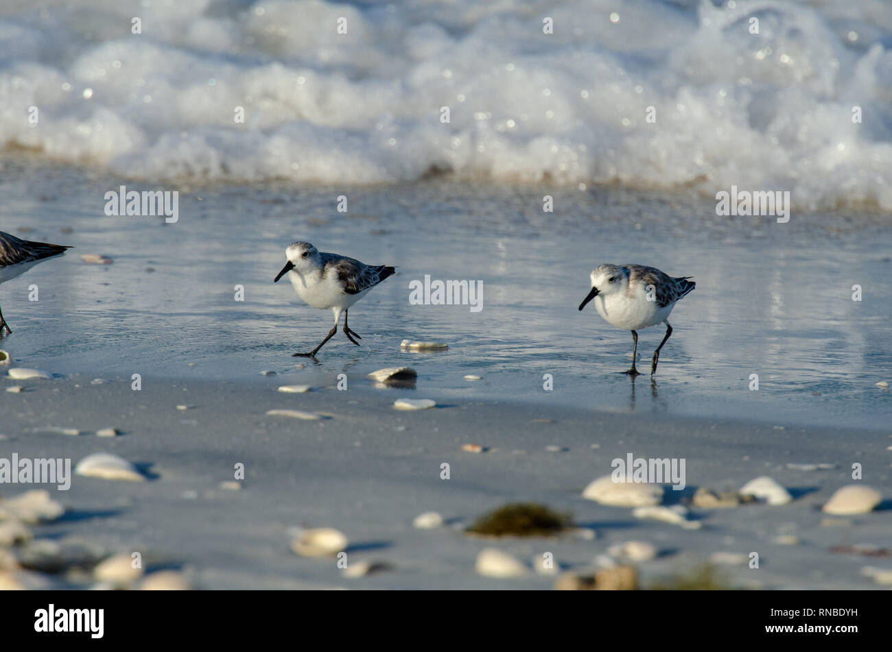 Vogel an den Rand des Wassers Stockfoto