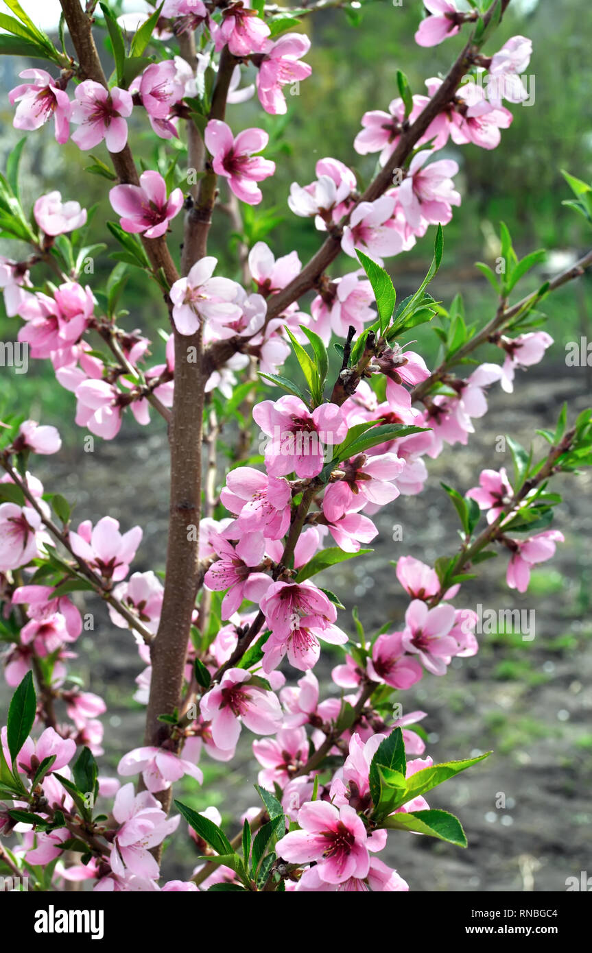 In der Nähe von blühenden Pfirsich-tree branch, vertikale Zusammensetzung Stockfoto