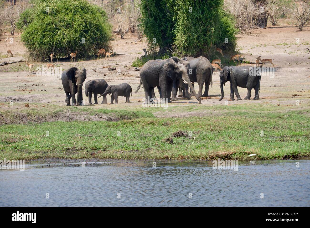 Elefantenherde am Chobe Fluss Stockfoto