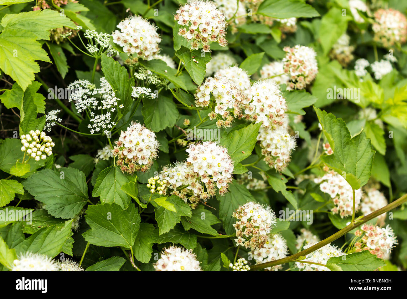 Anfang Sommer. Dekorative Strauch mit weißen Blüten. Site über Garten,  Parks, Natur, Pflanzen, Jahreszeiten Stockfotografie - Alamy