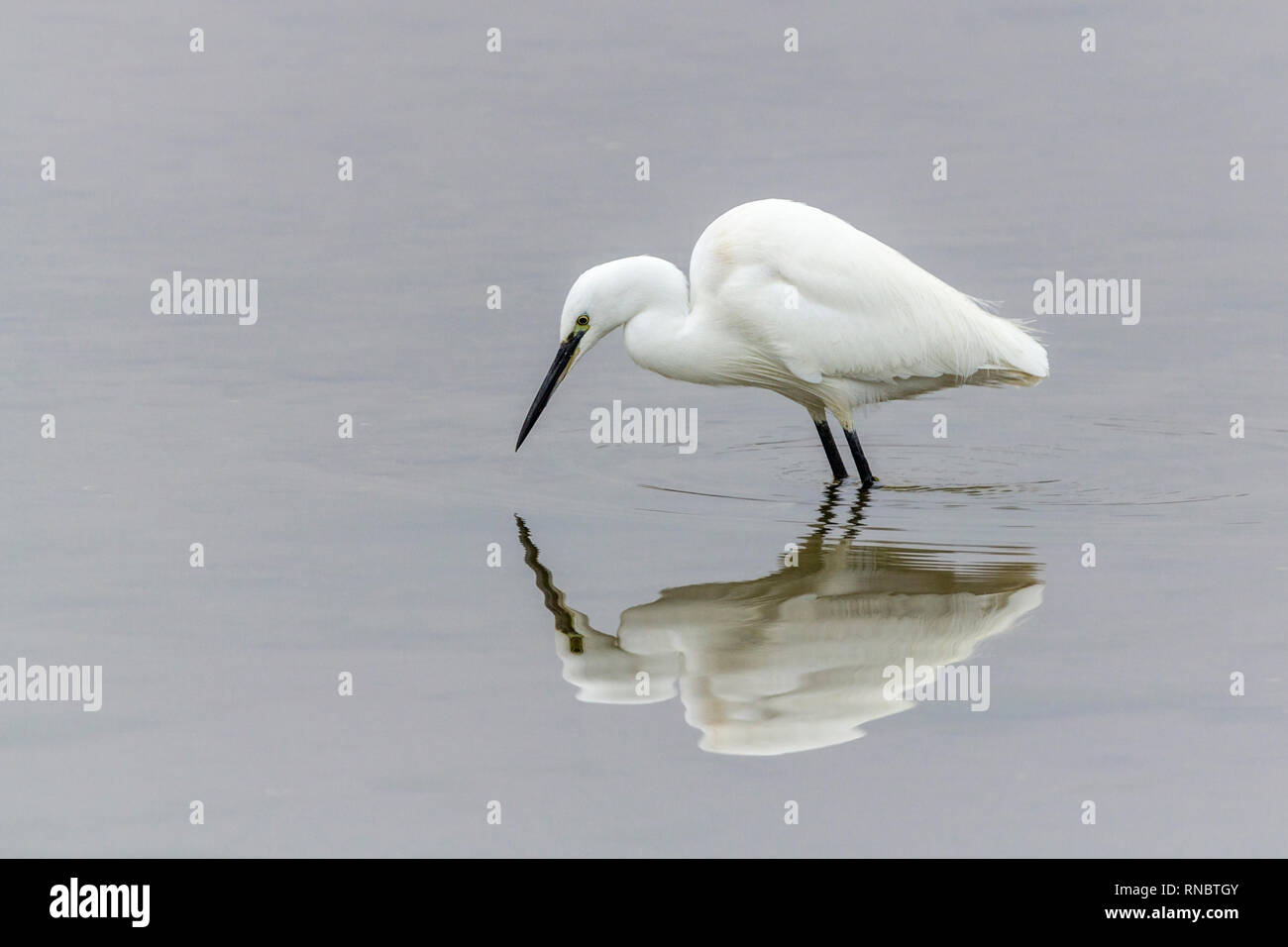 Seidenreiher (Egretta garzetta) waten im seichten Wasser. Alle weißen Gefieder mit schwarzen Beinen feine lange schwarze Bill gelbe Füße und ein Spiegelbild im Wasser. Stockfoto