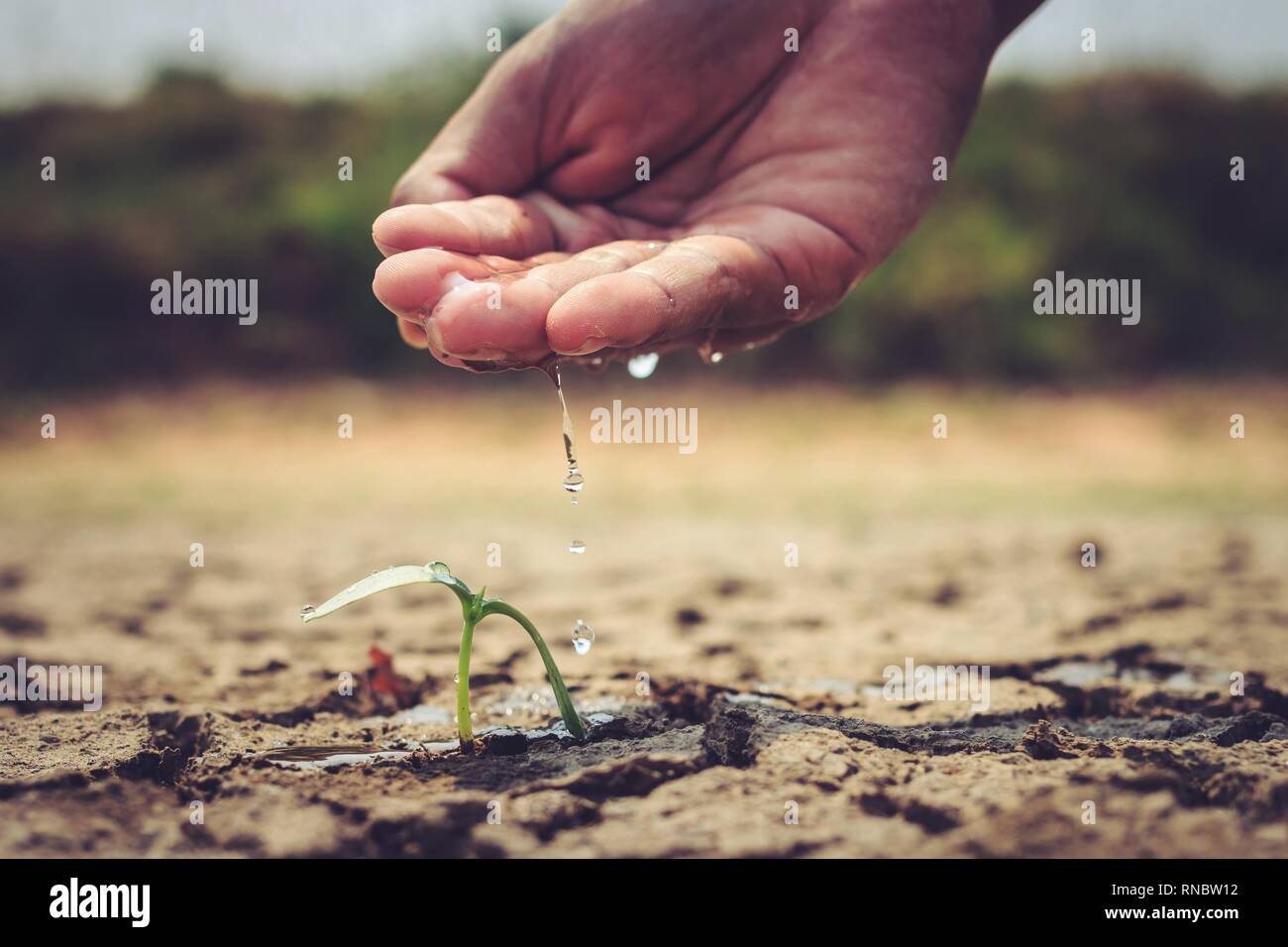 Hand die Bewässerung der Boden unfruchtbar Stockfoto