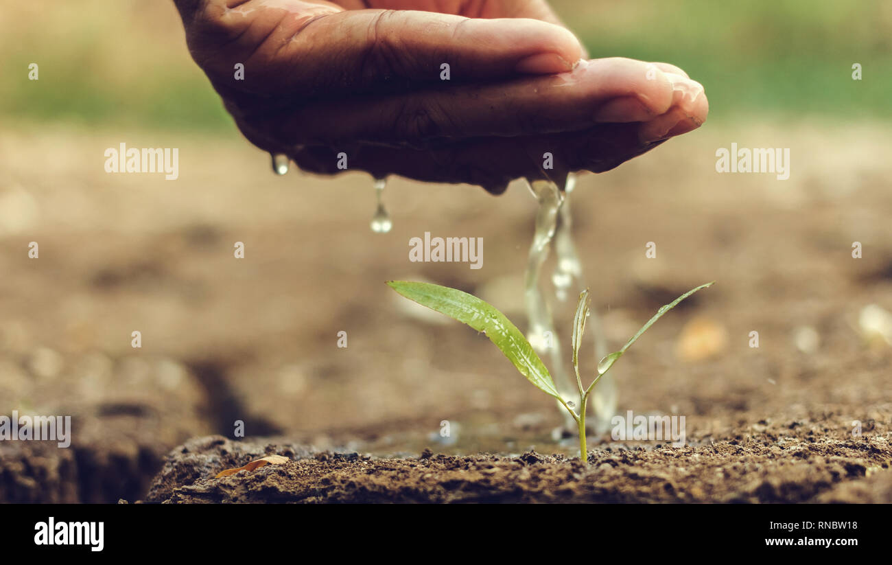 Hand die Bewässerung der Boden unfruchtbar Stockfoto