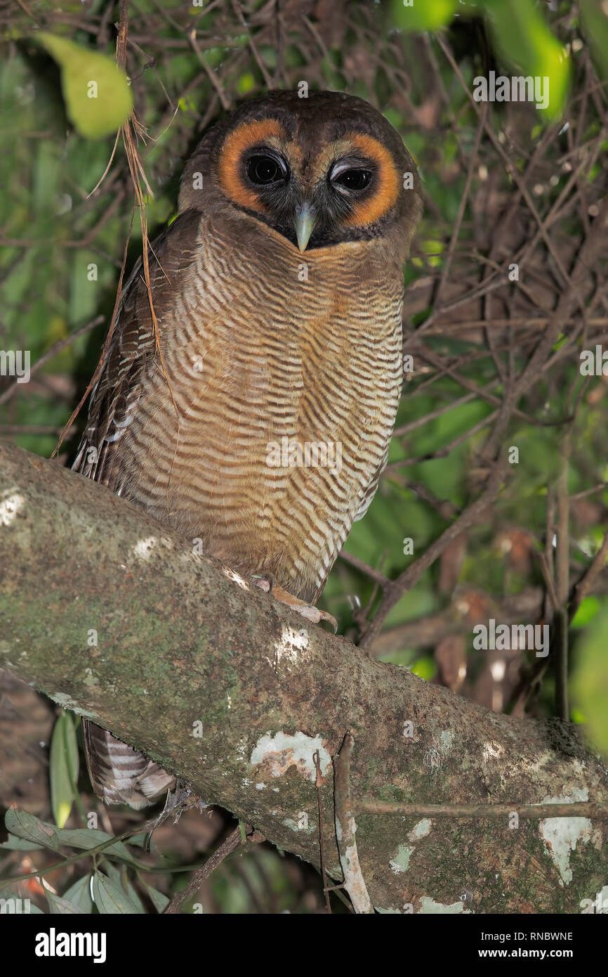 Braunes Holz-Owl Stockfoto
