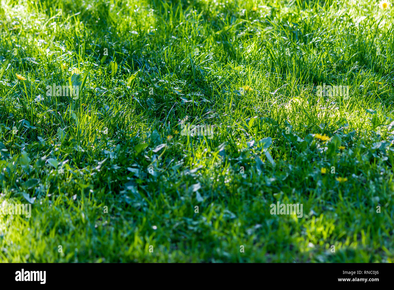 Sonniger Frühlingstag. Baum Schatten auf frische grüne Gras. Hintergrund für eine Seite über Parks, Natur, Jahreszeiten. Stockfoto