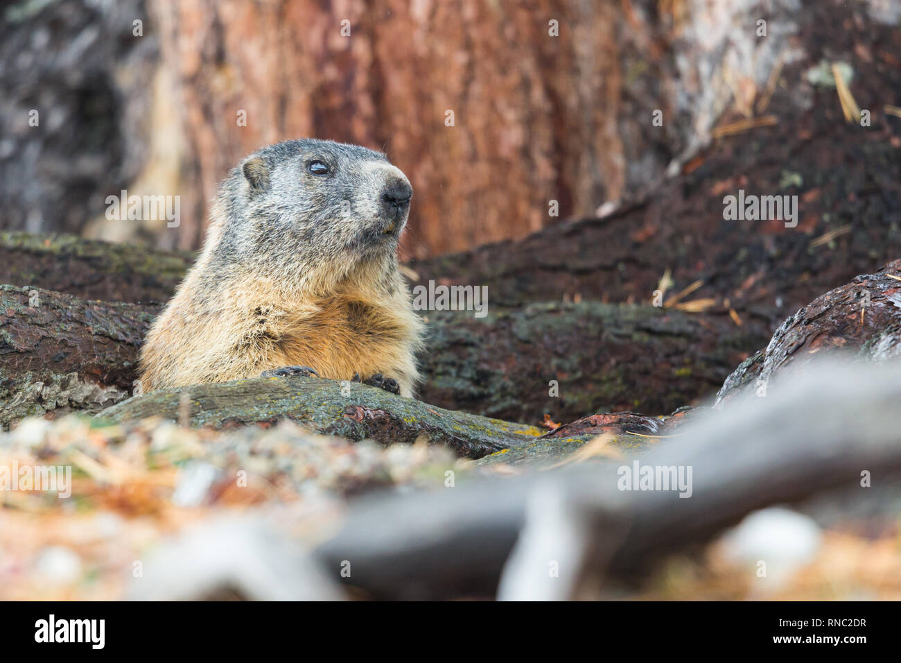 Eine natürliche Murmeltier Murmeltier (Marmota Monax) in Baumstämmen versteckt Stockfoto