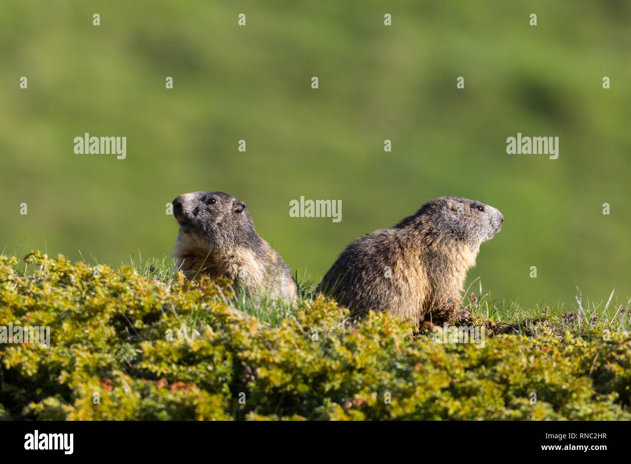 Zwei sitzende natürliche Murmeltier (Marmota Monax) Suchen in entgegengesetzte Richtungen Stockfoto