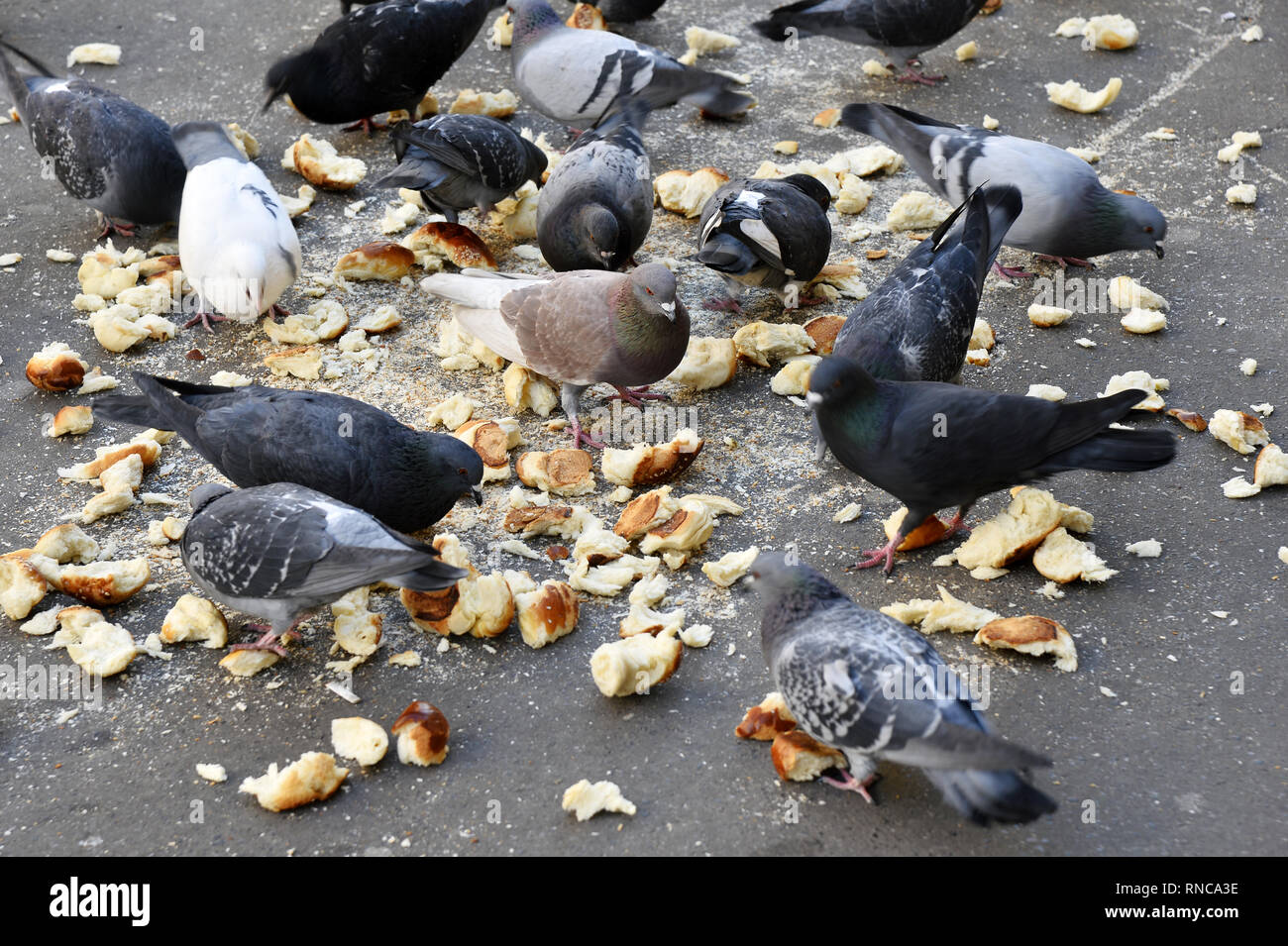 Tauben Essen trockenes Brot auf dem Bürgersteig - Avenue de l'Opéra - Paris - Frankreich Stockfoto