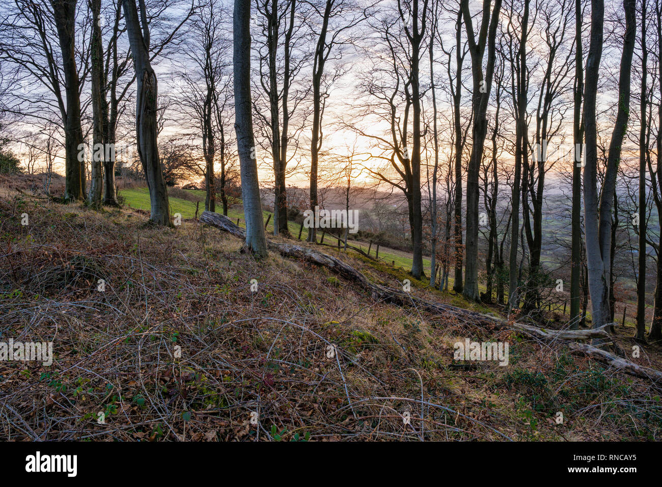 Dünn bewaldeten Hang in South Wales. Stockfoto