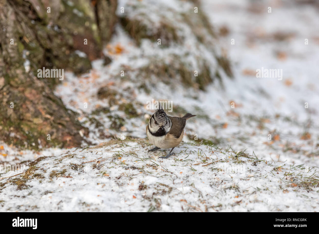 Crested tit (Lophophanes cristatus) im Schnee. Stockfoto