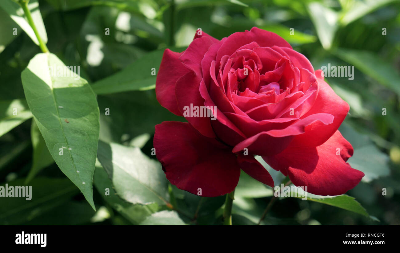 Red Rose Blume Bluhen In Rosen Garten Auf Hintergrund Rote Rosen