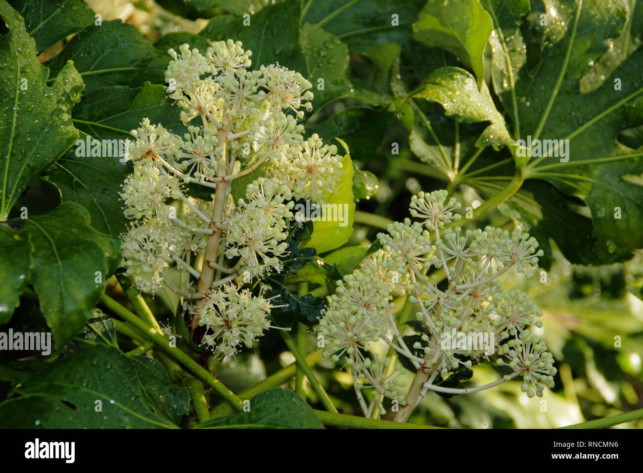 Fatsia japonica. Weiße Blütentrauben des Rizinus im Dezember, Großbritannien Stockfoto
